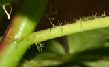 Jatropha gossypiifolia. Часть стебля с черешком листа с многочисленными желёзками. Израиль, впадина Мёртвого моря, киббуц Эйн-Геди. 25.04.2017.
