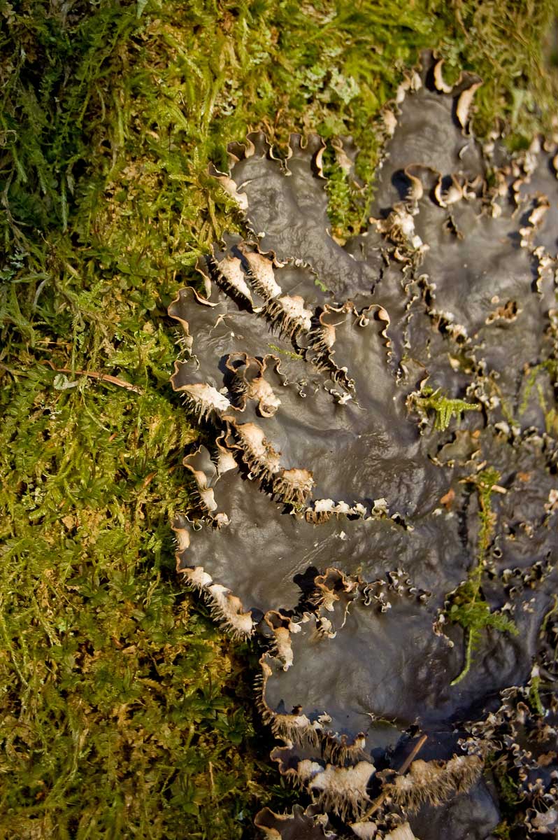 Image of genus Peltigera specimen.