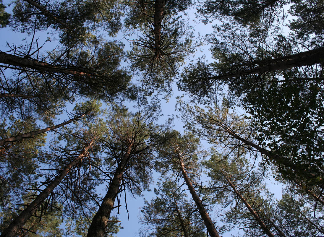 Изображение особи Pinus sylvestris.