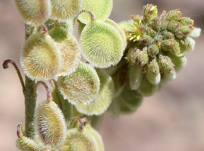 Image of Clypeola jonthlaspi specimen.