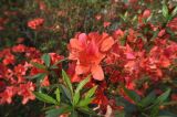 род Rhododendron. Цветки и листья. Китай, Гуанси-Чжуанский автономный р-н, национальный парк Shiwan Dashan National Forest Park, парк рядом с гостиницей. 9 марта 2016 г.