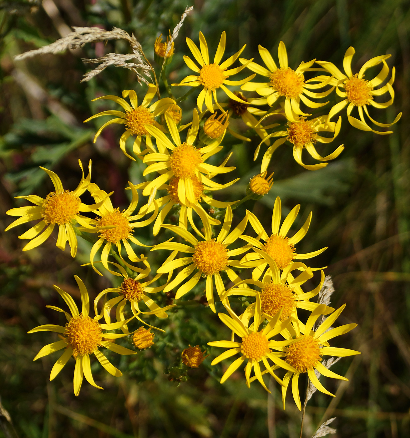 Image of Senecio jacobaea specimen.