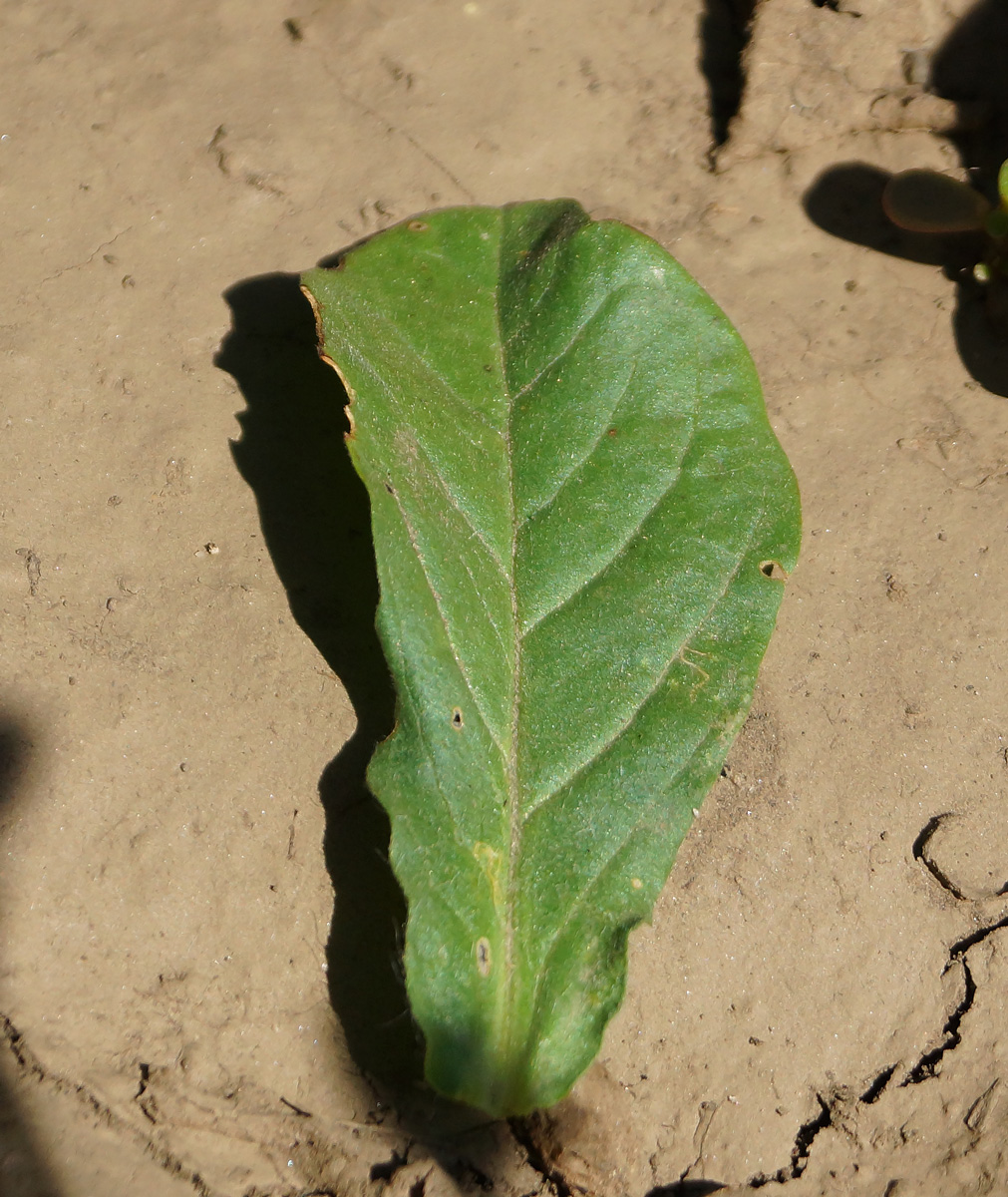 Image of Convolvulus tricolor specimen.