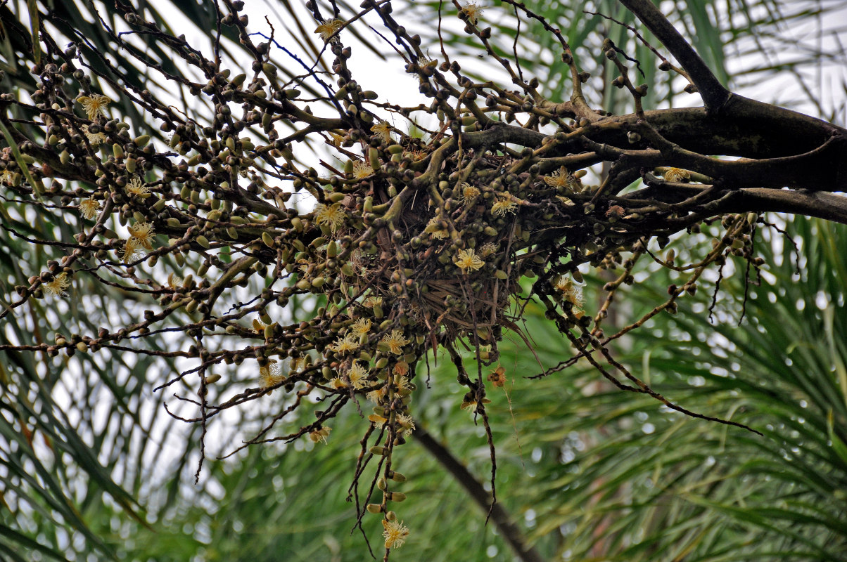 Image of Wodyetia bifurcata specimen.