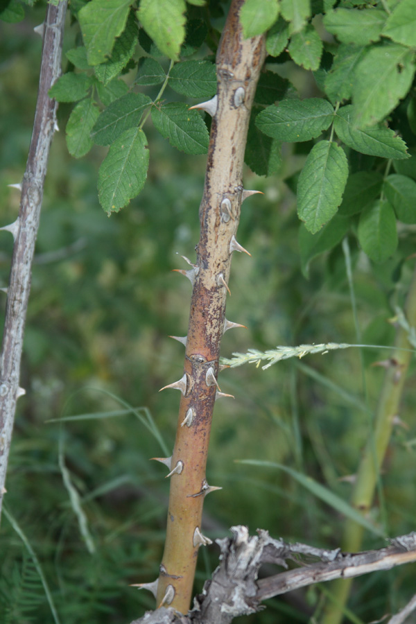 Image of Rosa arnoldii specimen.