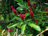 Alpinia purpurata