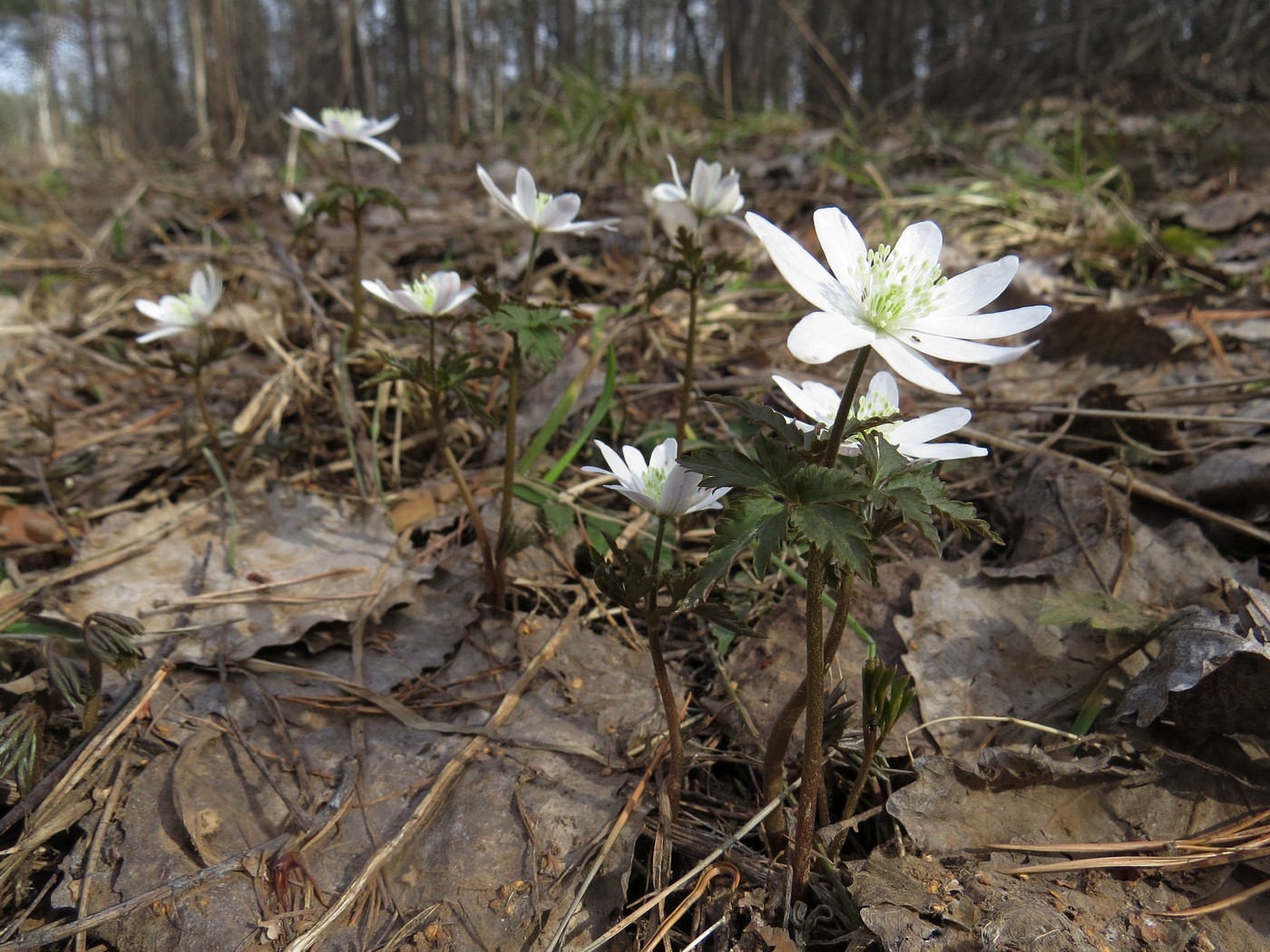 Image of Anemone altaica specimen.