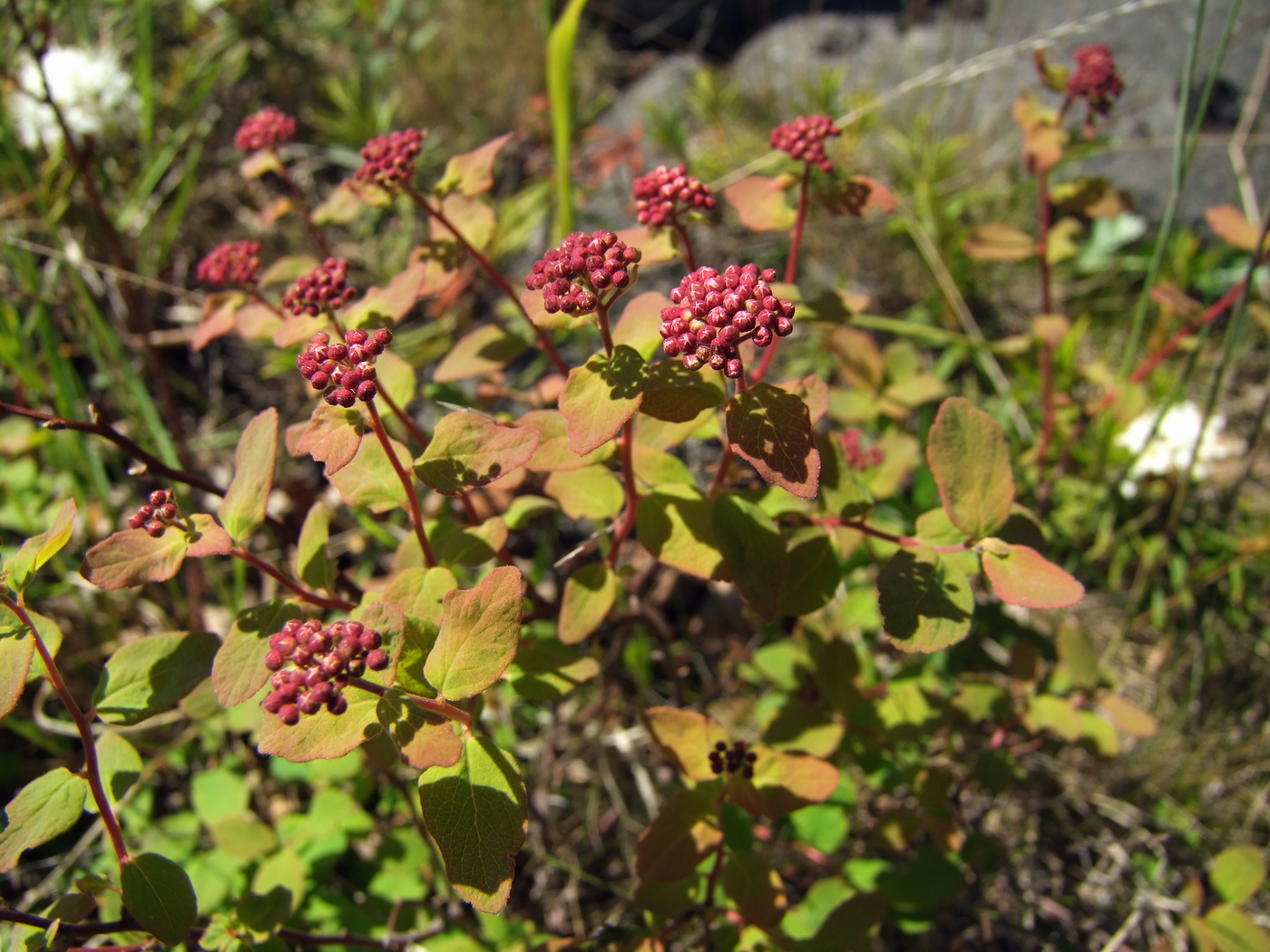 Image of Spiraea beauverdiana specimen.