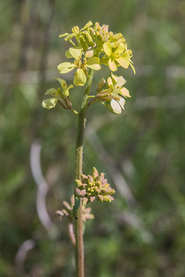 Image of familia Brassicaceae specimen.