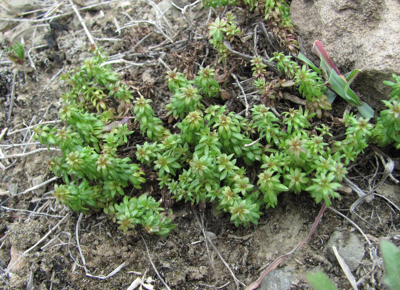 Image of Galium humifusum specimen.