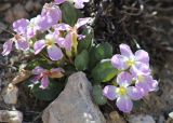 Leiospora subscapigera. Цветущее растение. Южный Казахстан, Сайрам-Угамский национальный парк, под Сайрамским пиком на высоте 2747 м, н.у.м. на скальной осыпи. 29 июня 2018 г.