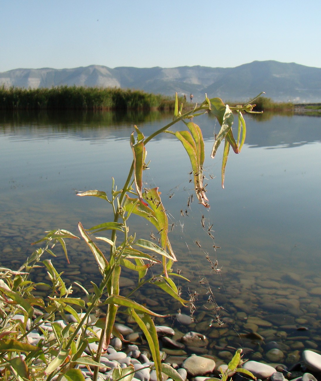 Image of Atriplex aucheri specimen.