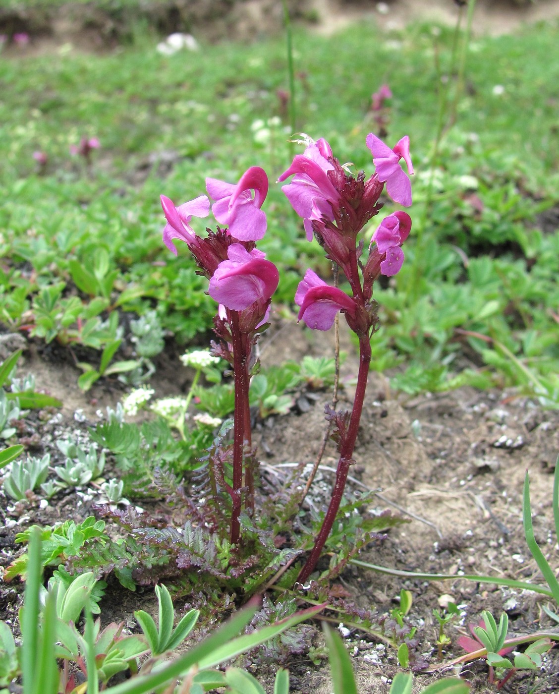 Изображение особи Pedicularis nordmanniana.