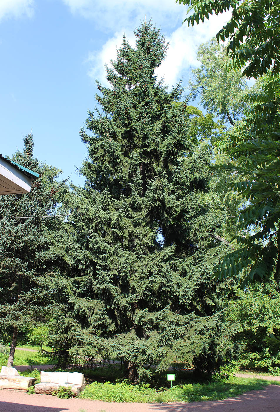 Image of Picea asperata specimen.