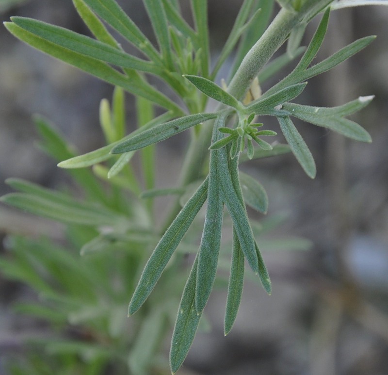 Image of genus Consolida specimen.