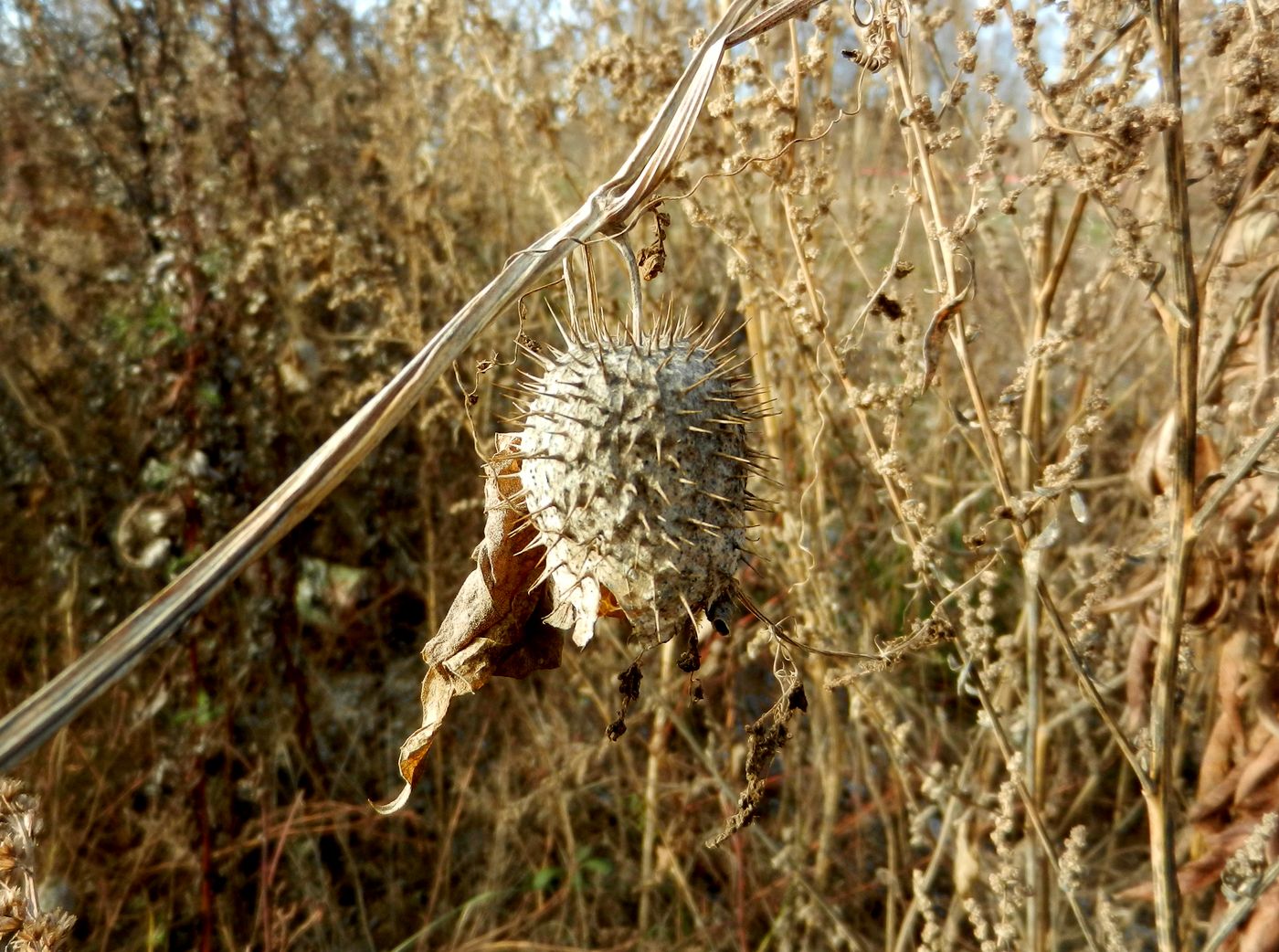 Изображение особи Echinocystis lobata.