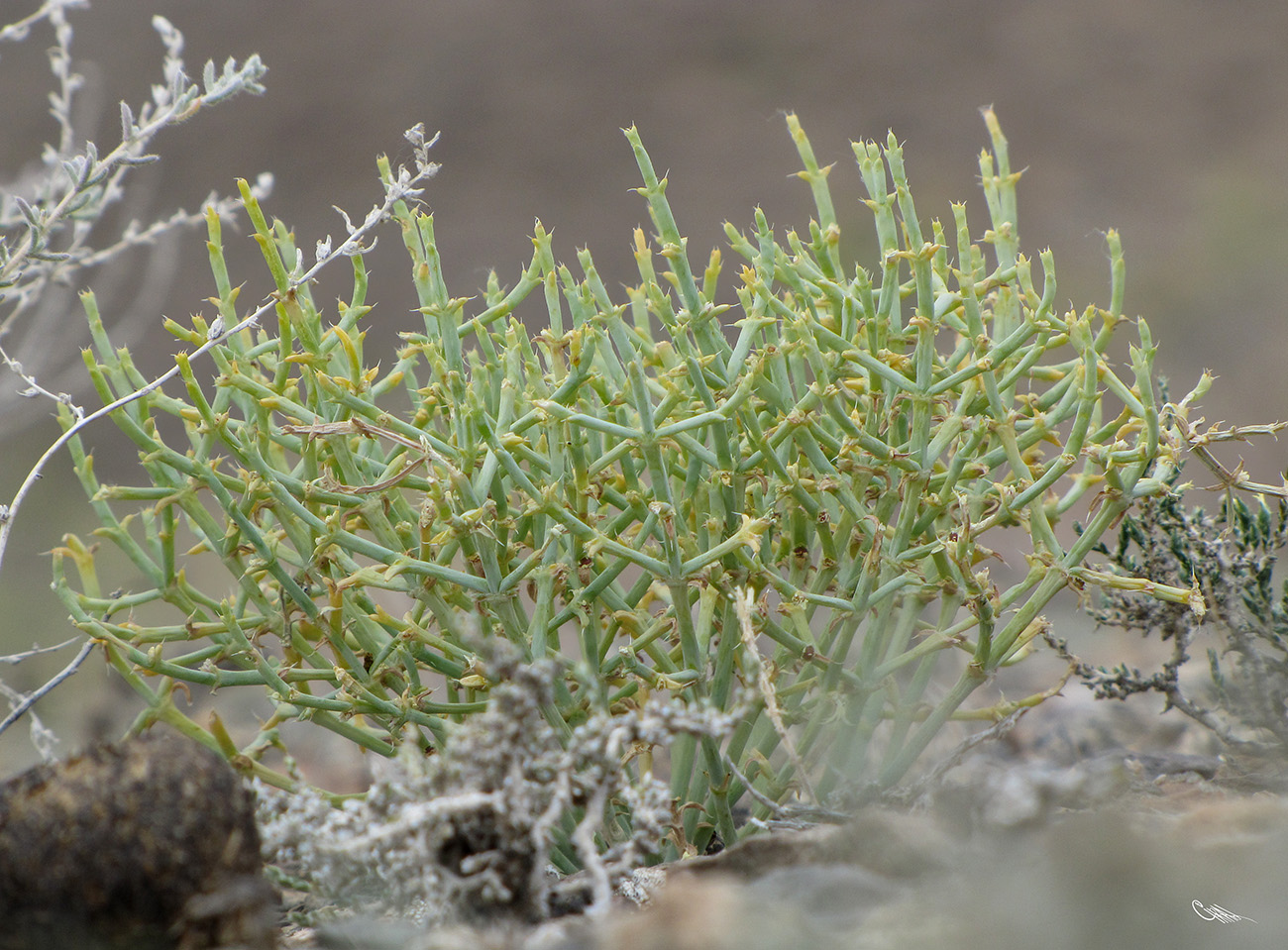 Image of Anabasis eriopoda specimen.