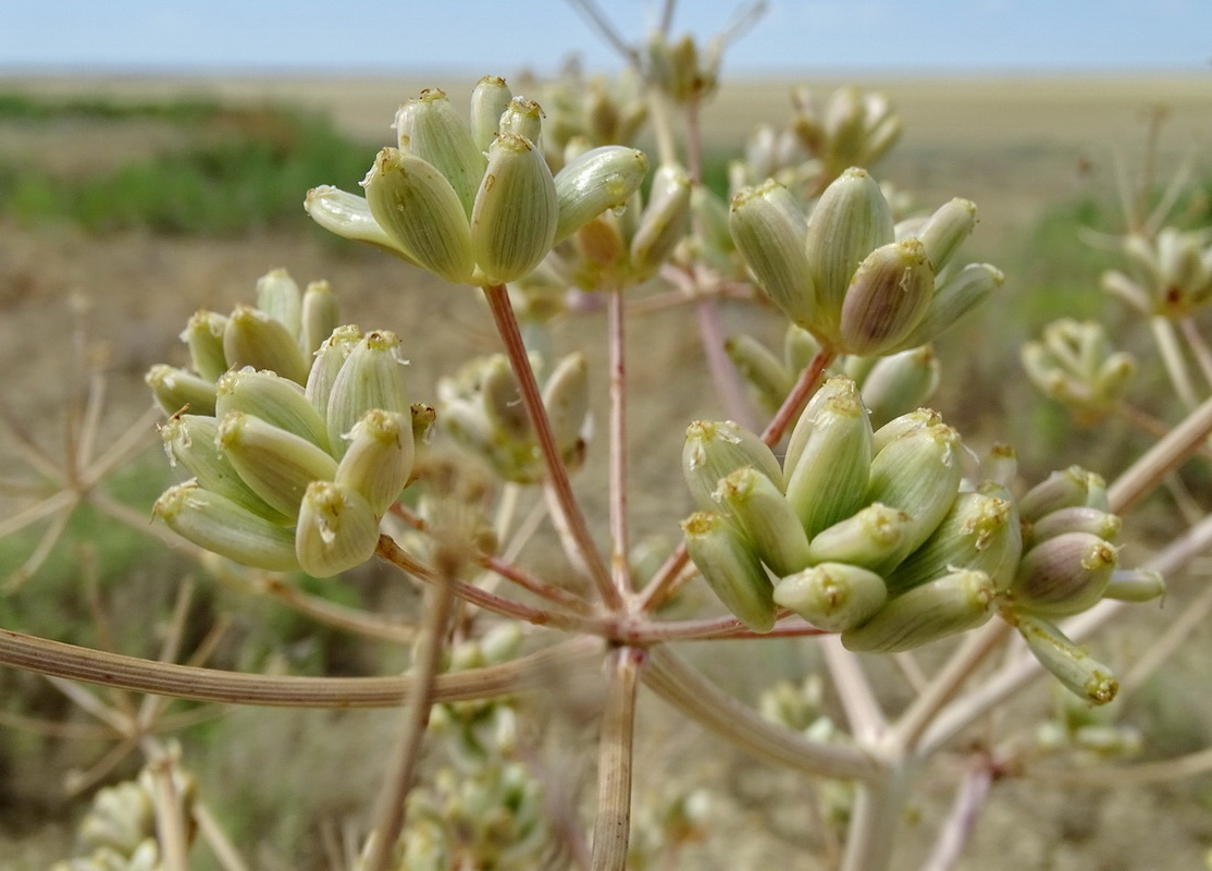 Изображение особи Ferula nuda.