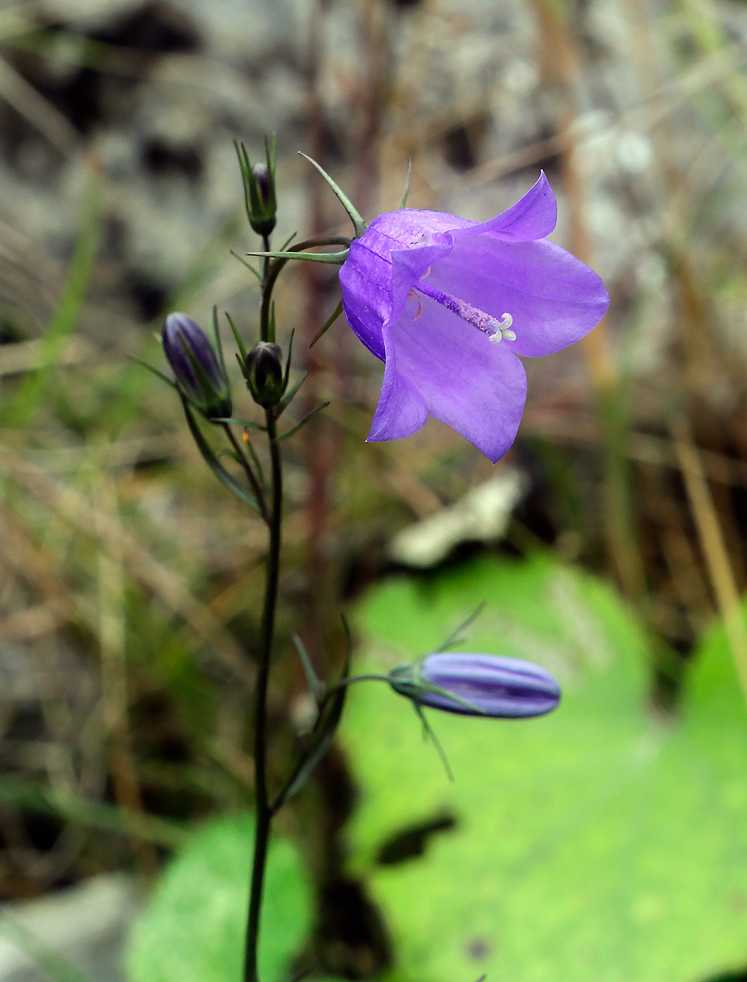 Image of Campanula rotundifolia specimen.