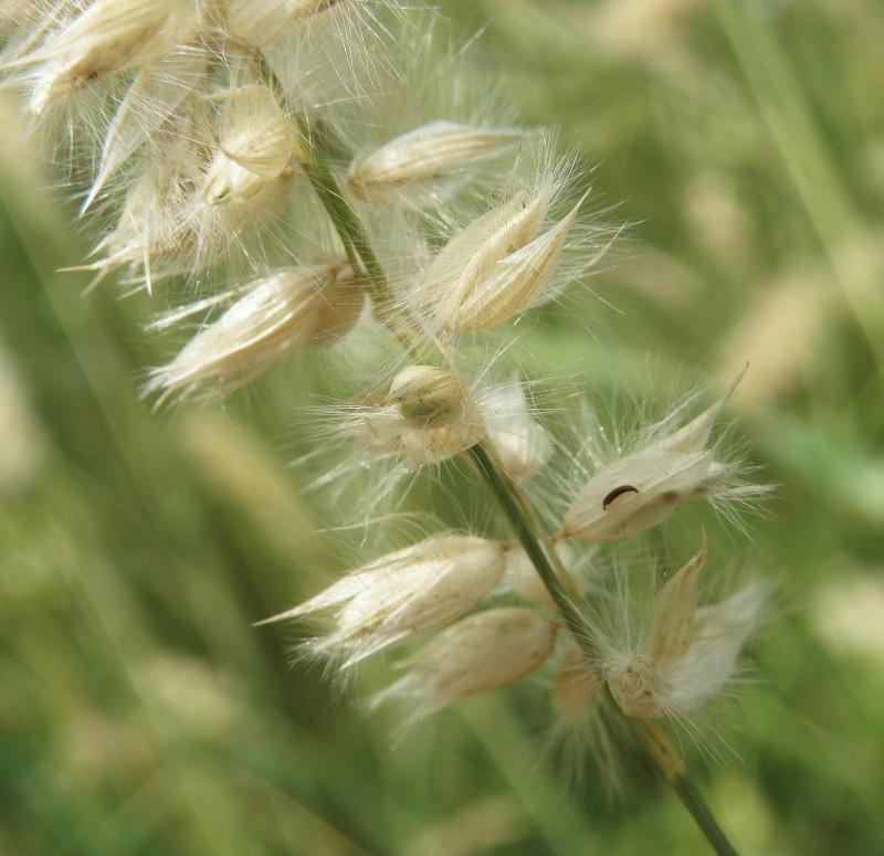 Image of Melica transsilvanica specimen.