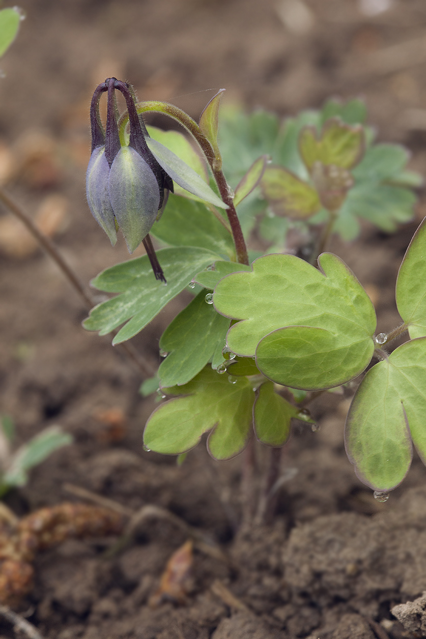 Image of Aquilegia kamelinii specimen.