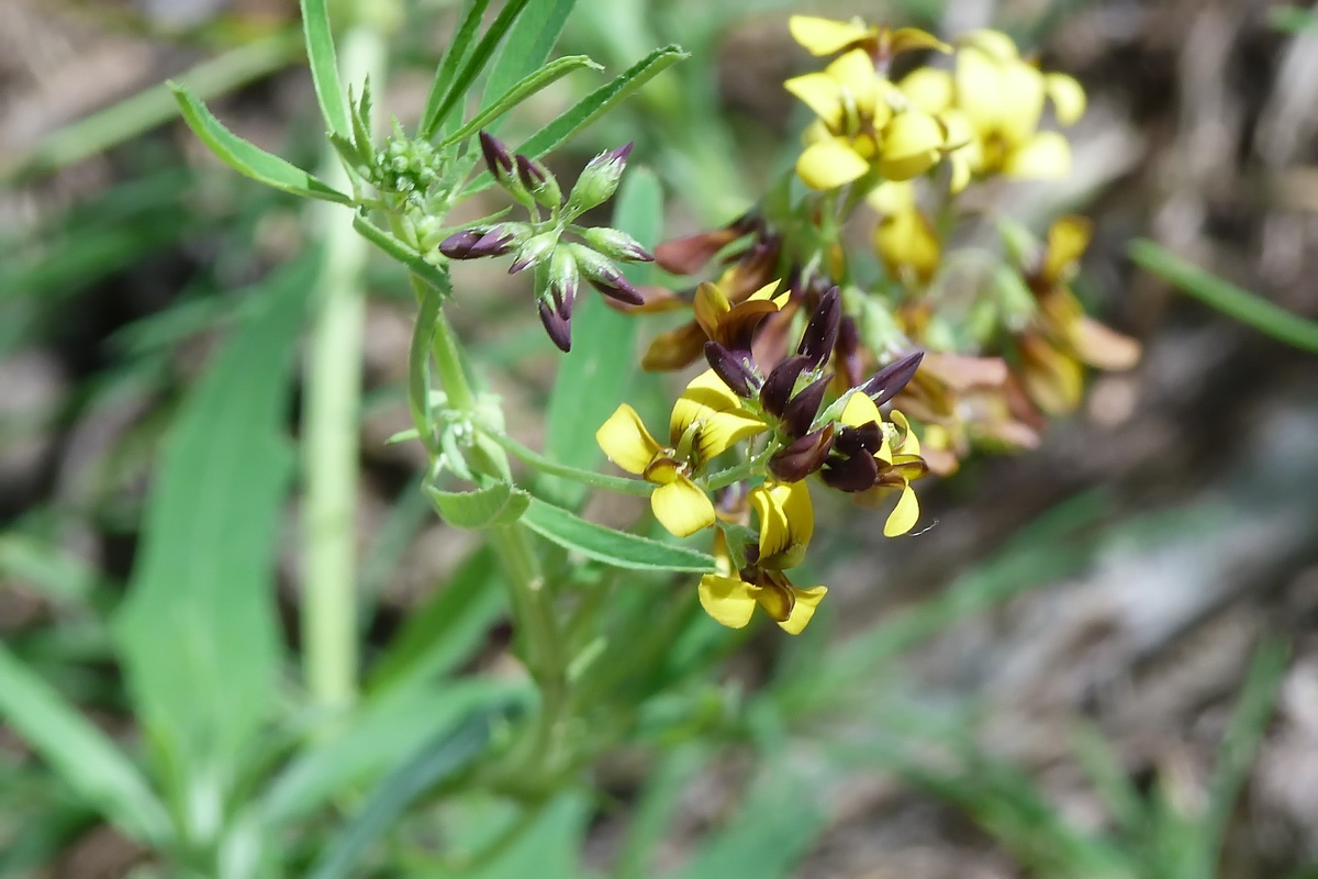 Изображение особи Melilotoides platycarpos.