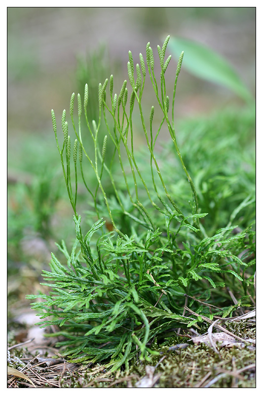 Image of Diphasiastrum complanatum specimen.