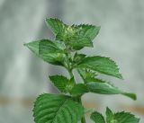 genus Mentha