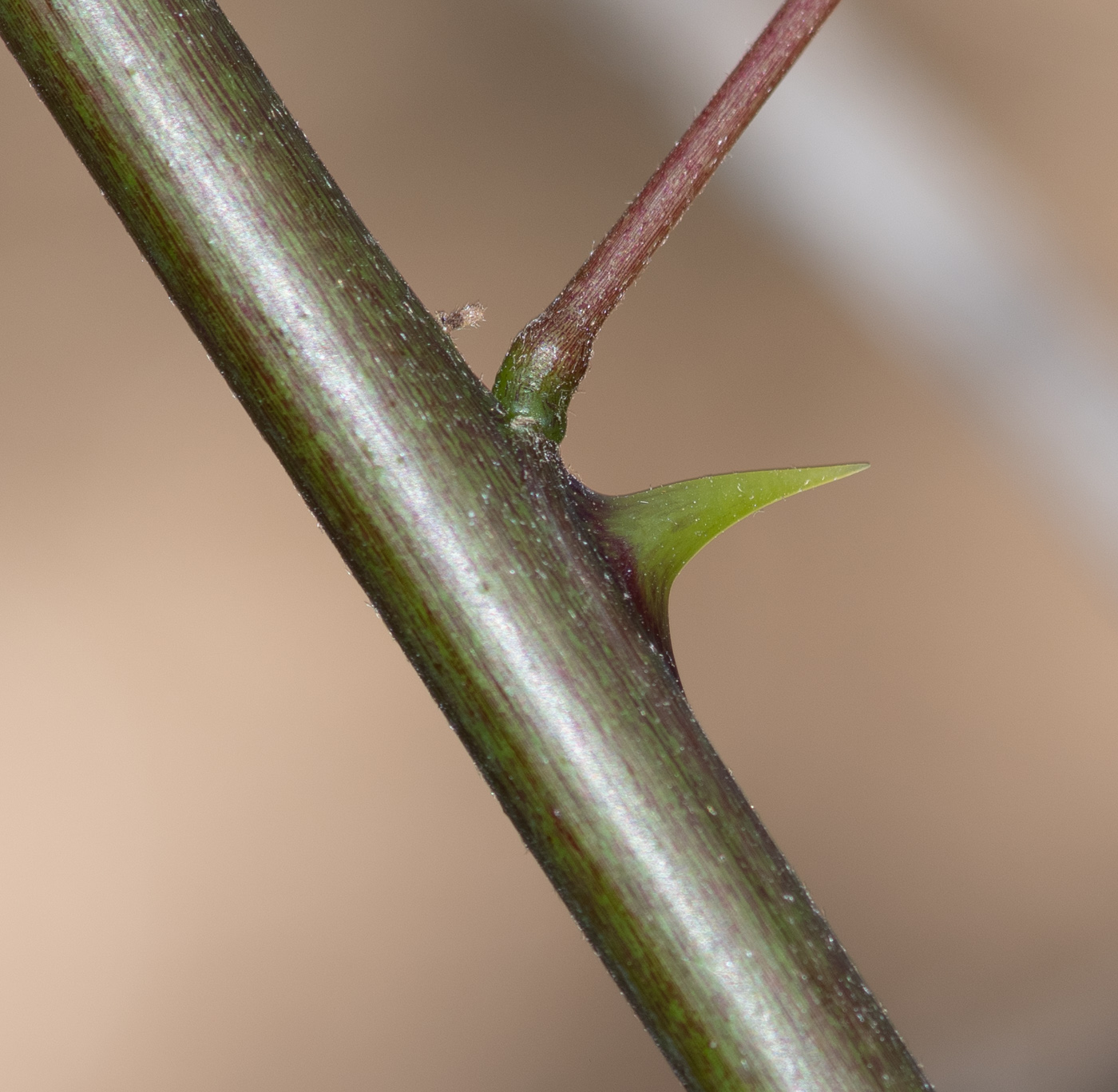 Image of Erythrina herbacea specimen.