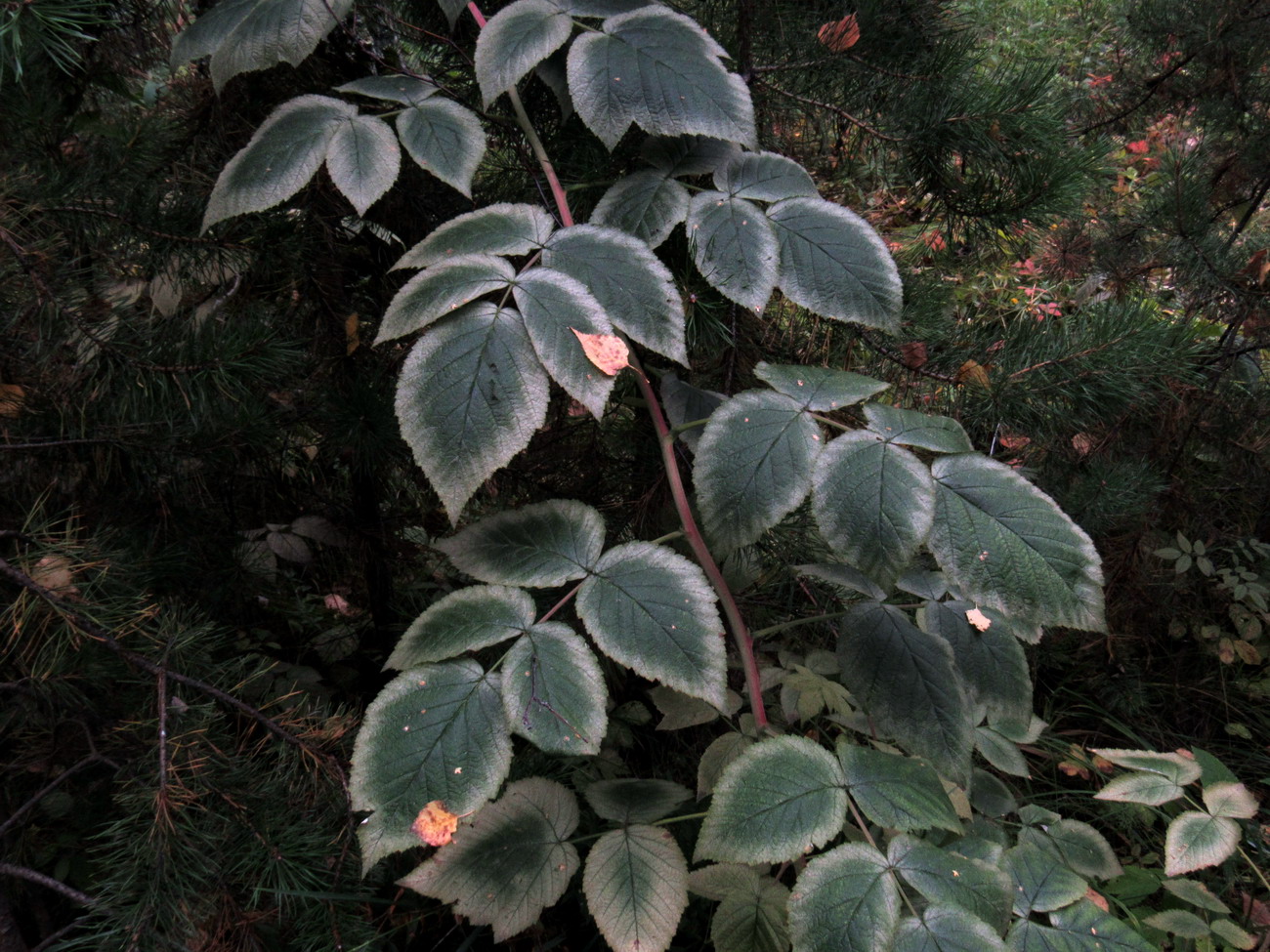 Изображение особи род Rubus.