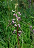 Himantoglossum calcaratum