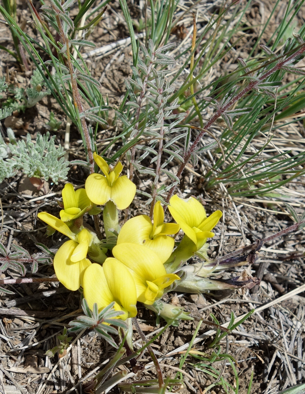 Изображение особи Astragalus alatavicus.