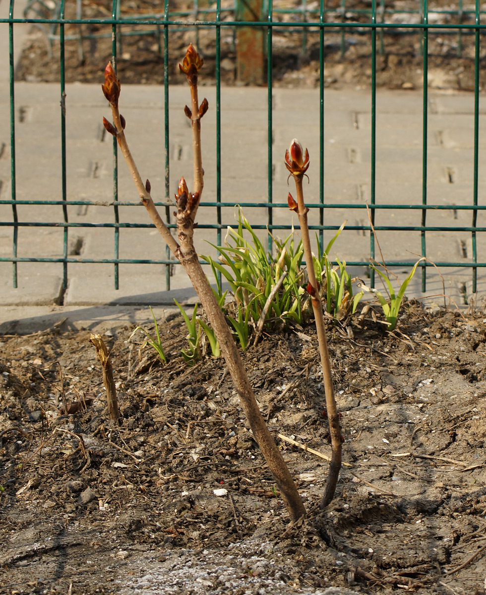 Изображение особи Aesculus hippocastanum.