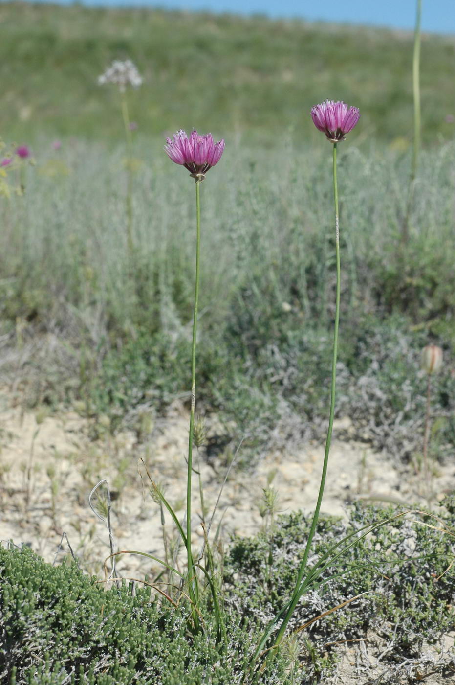 Изображение особи Allium inderiense.