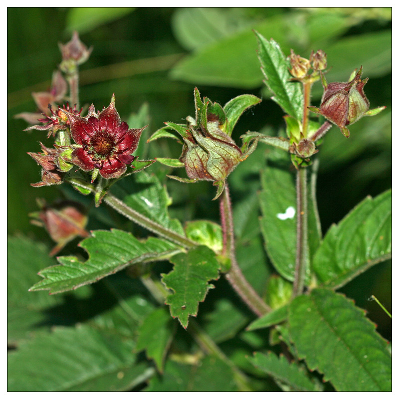 Image of Comarum palustre specimen.