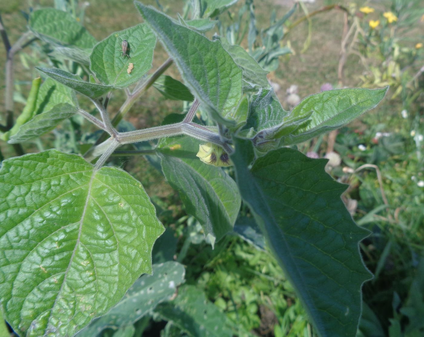 Image of Physalis peruviana specimen.