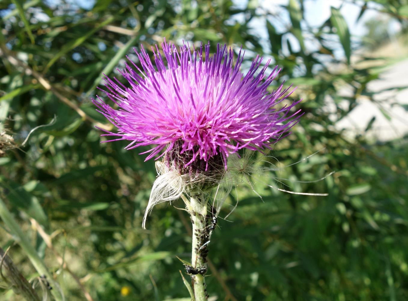 Image of Cirsium maackii specimen.