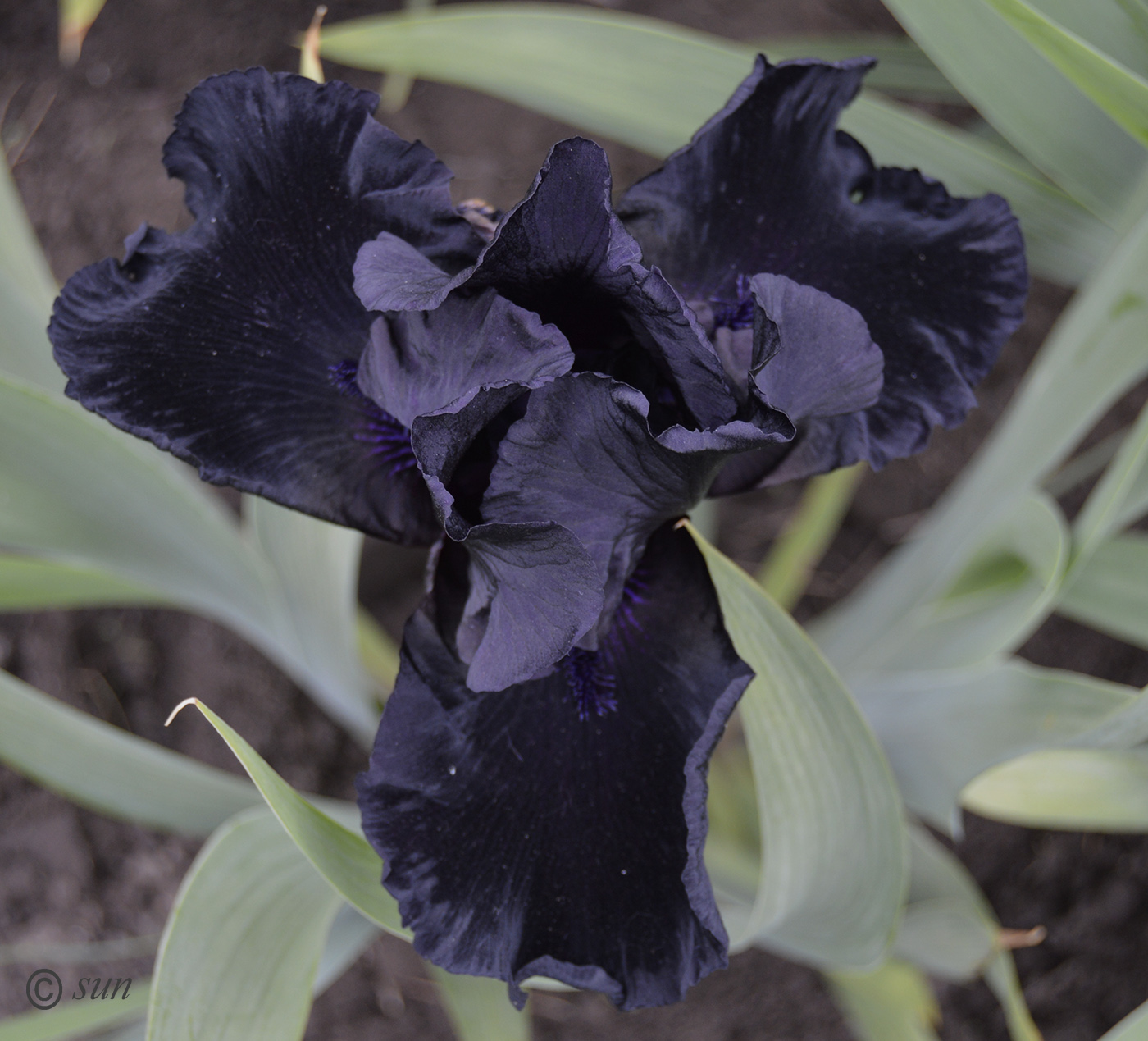 Image of Iris &times; hybrida specimen.