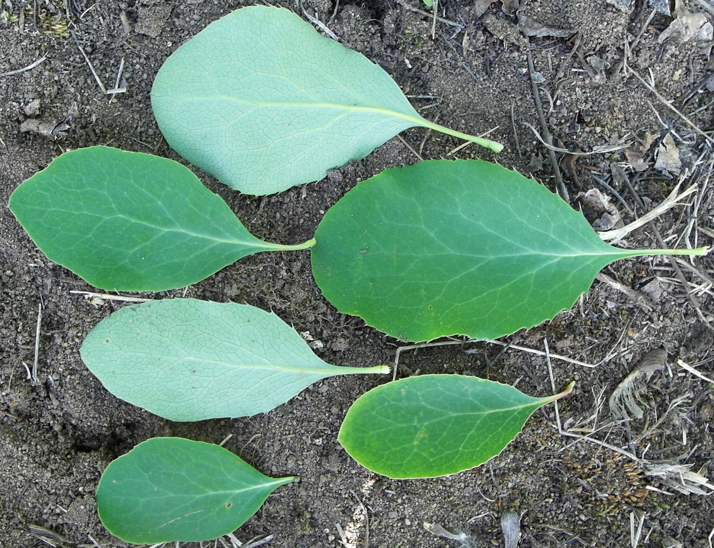 Image of Berberis integerrima specimen.