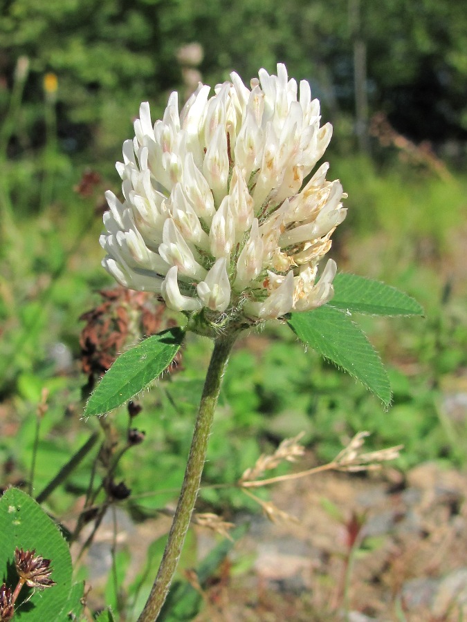 Изображение особи Trifolium pratense.