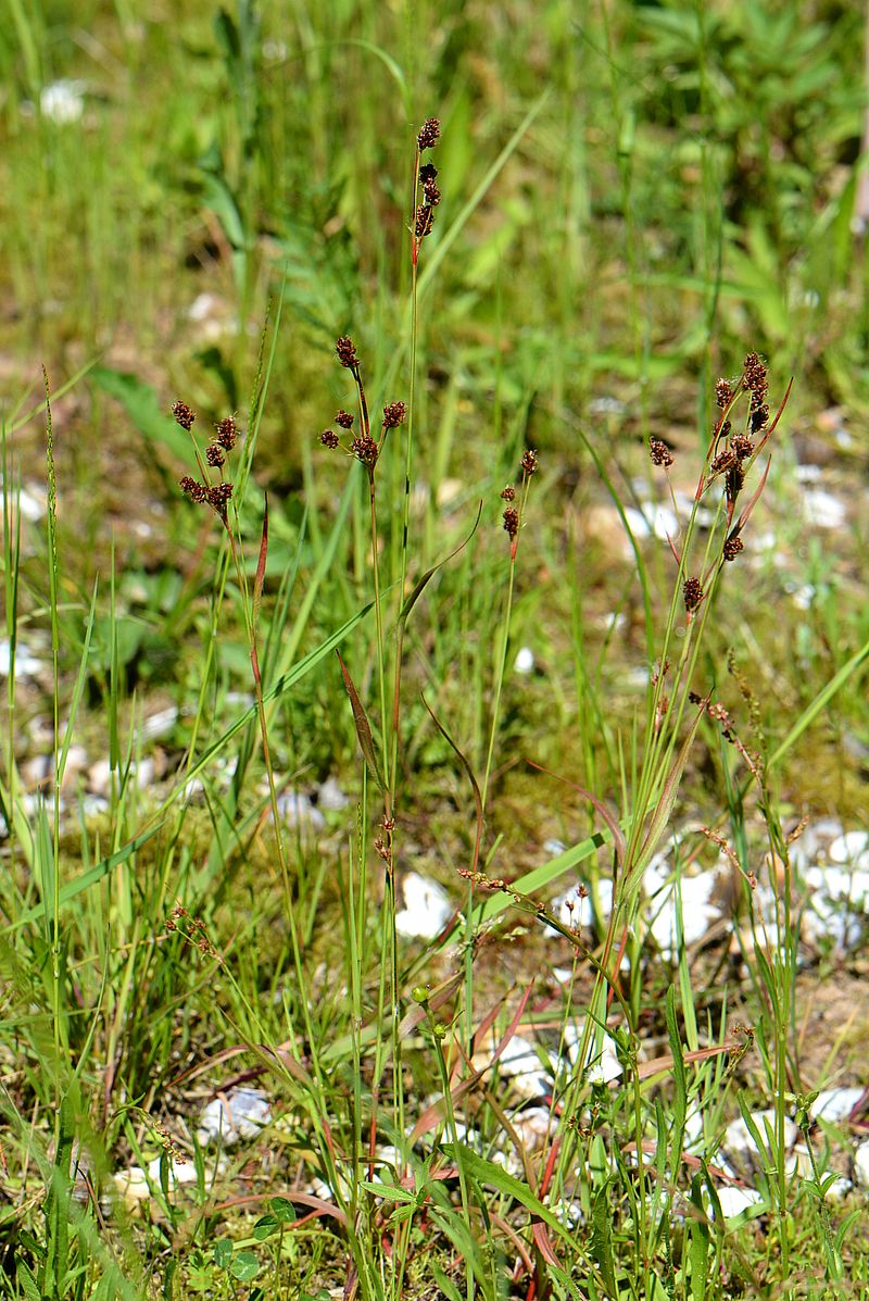 Image of Luzula multiflora specimen.