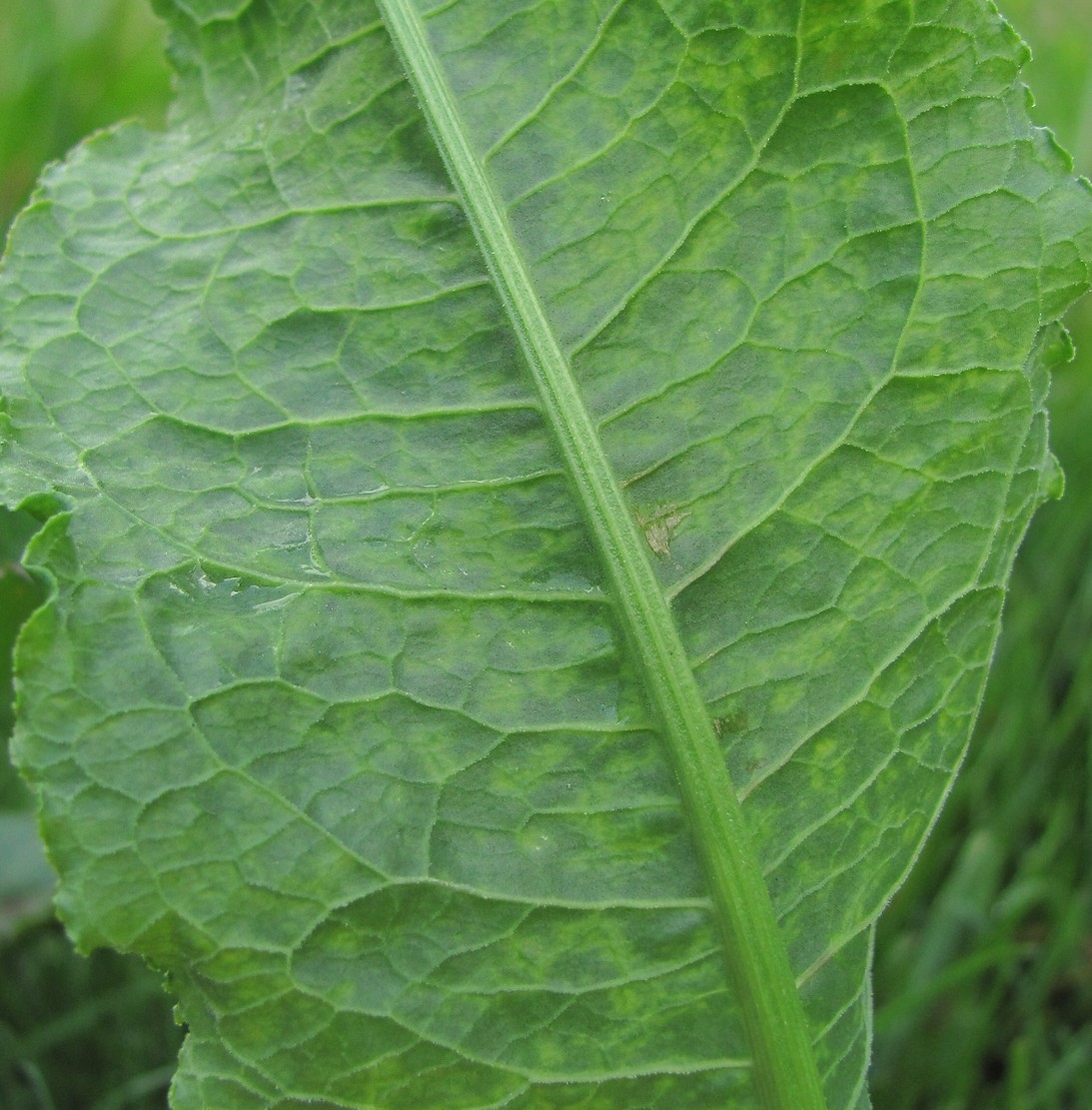 Image of Rumex longifolius specimen.