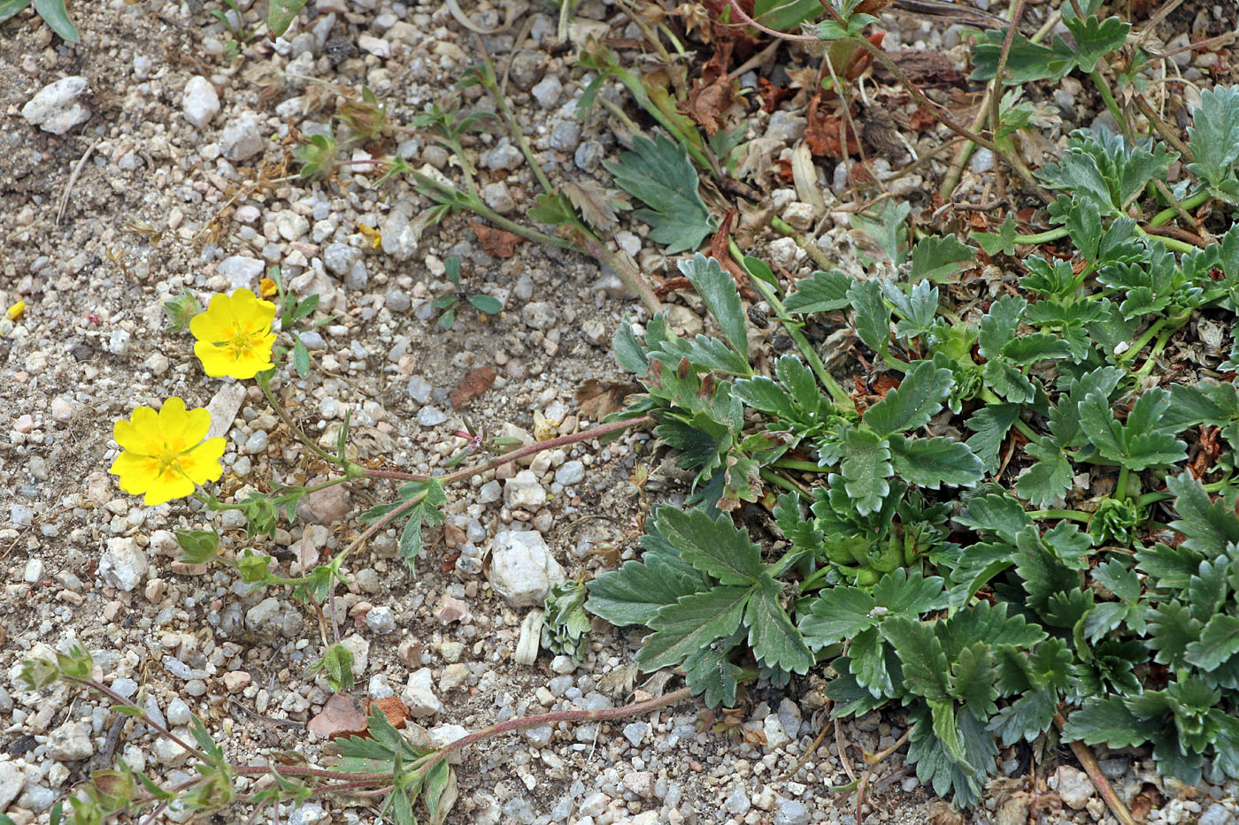 Image of Potentilla tephroleuca specimen.