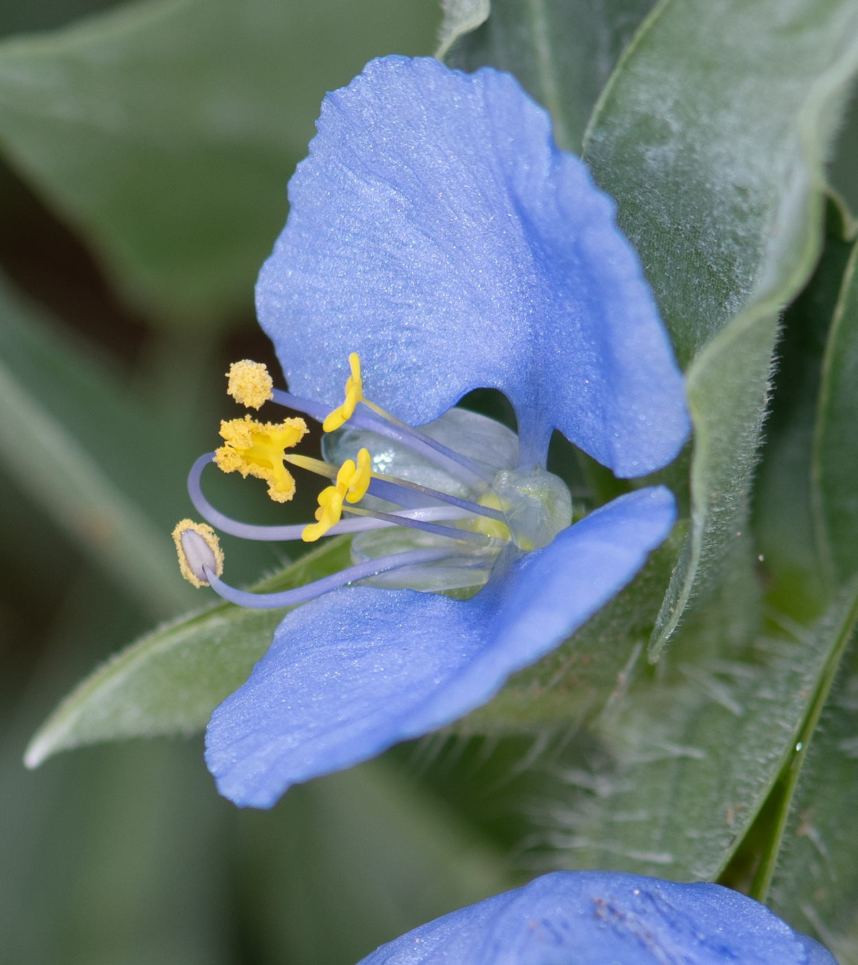 Image of Commelina erecta ssp. livingstonii specimen.