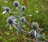 Eryngium planum