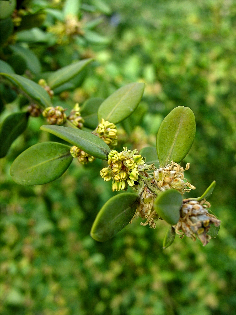 Image of Buxus sinica var. insularis specimen.