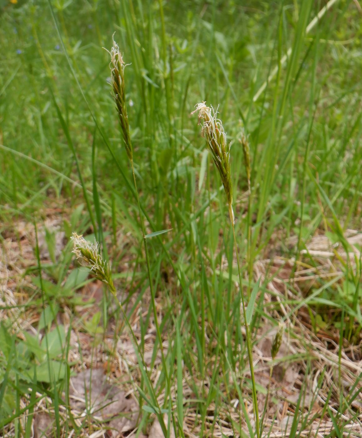 Image of Anthoxanthum odoratum specimen.