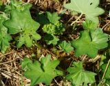 genus Alchemilla