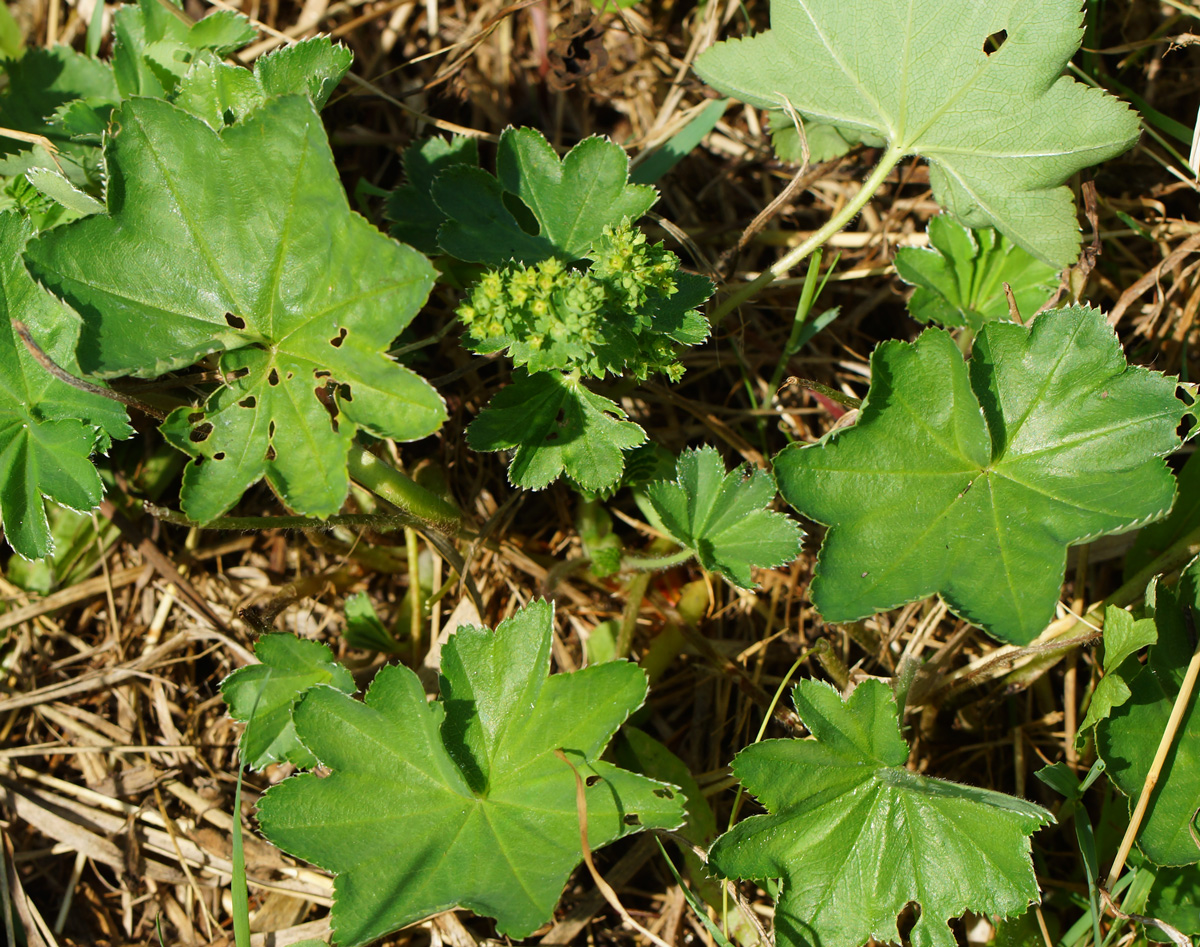 Image of genus Alchemilla specimen.