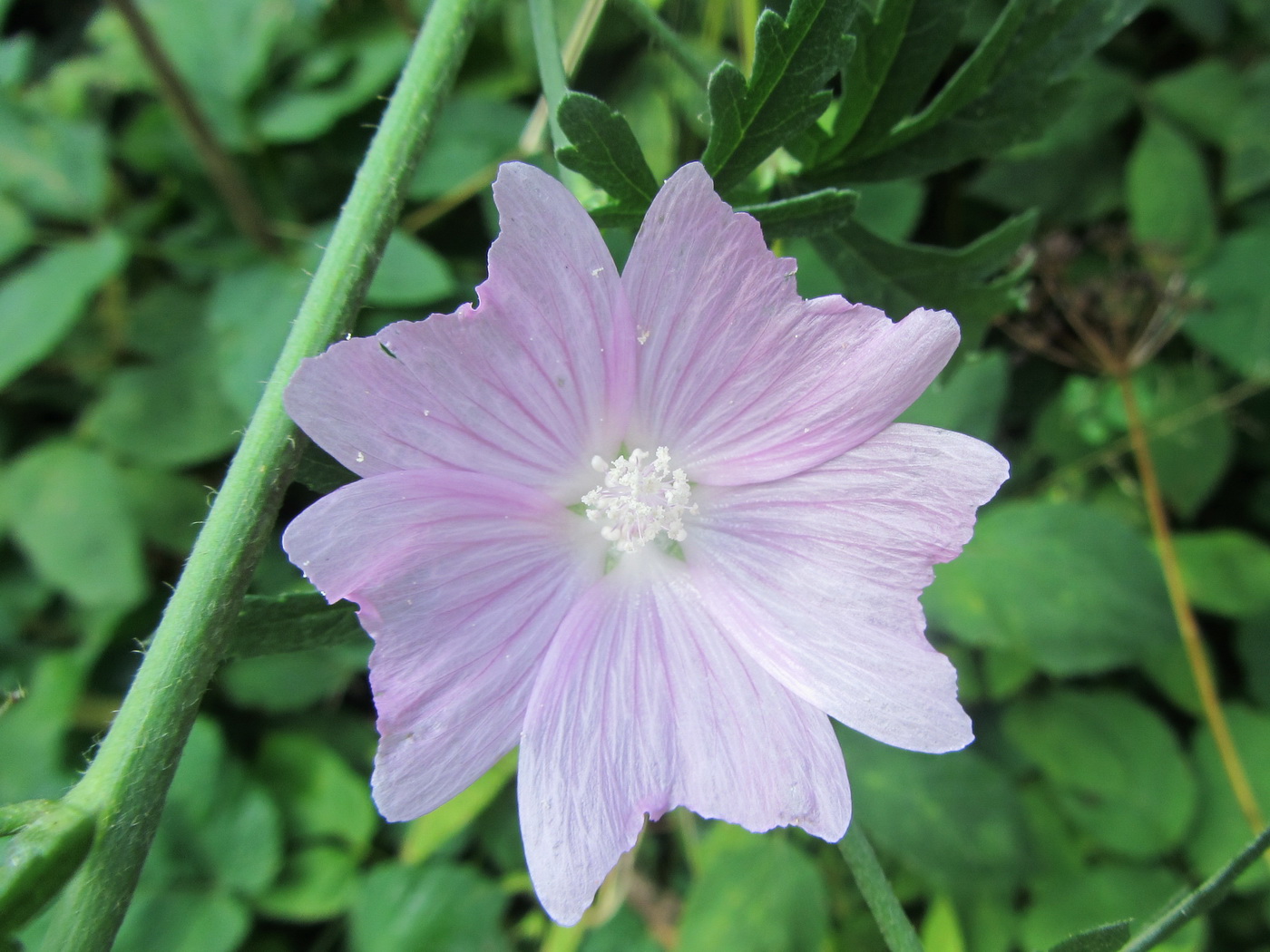 Image of Malva moschata specimen.